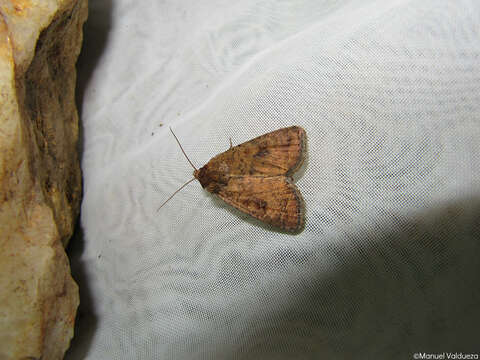 Image of The Mottled Rustic, Brungult Lövfly