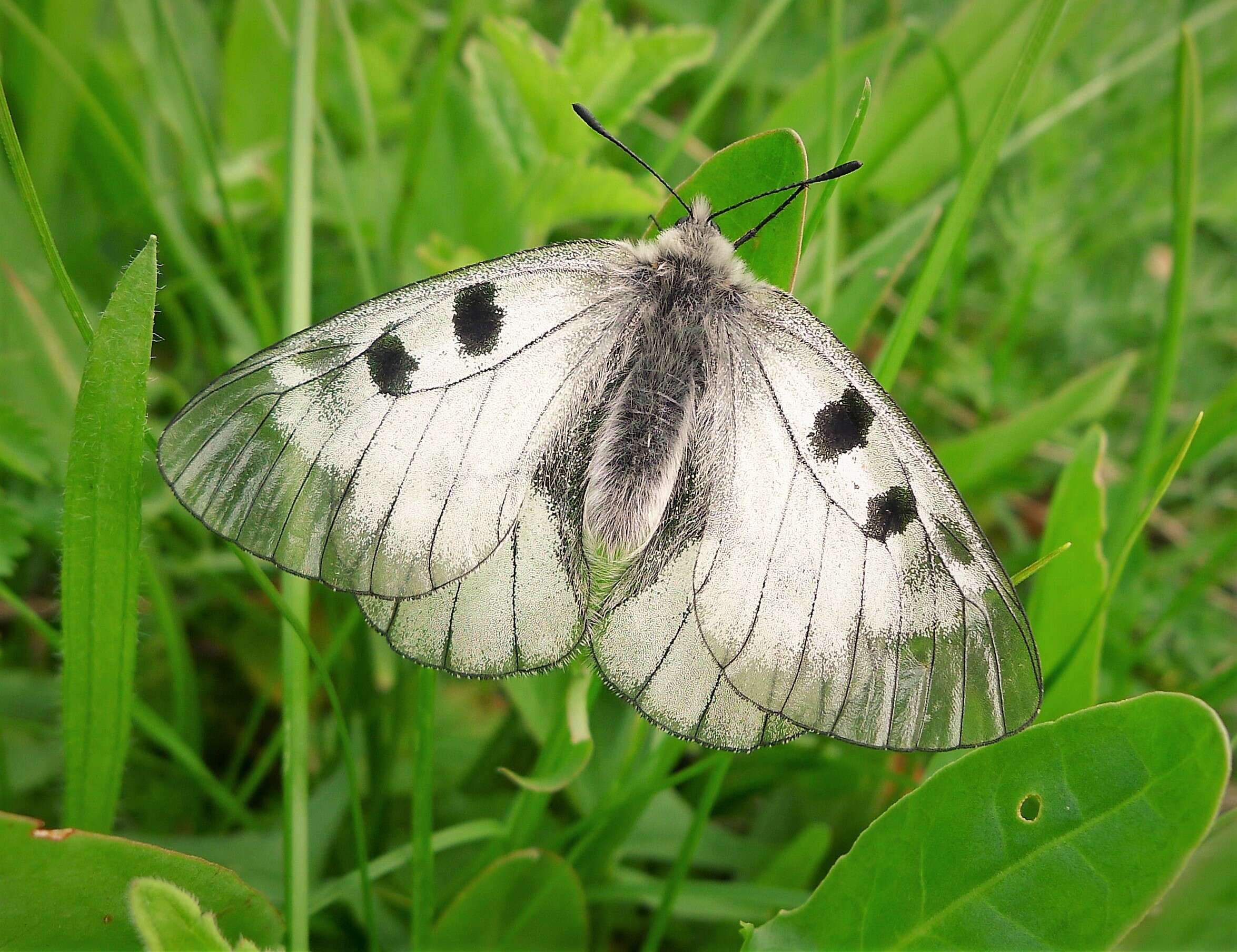 Image of Parnassius