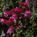 Слика од Penstemon newberryi subsp. newberryi