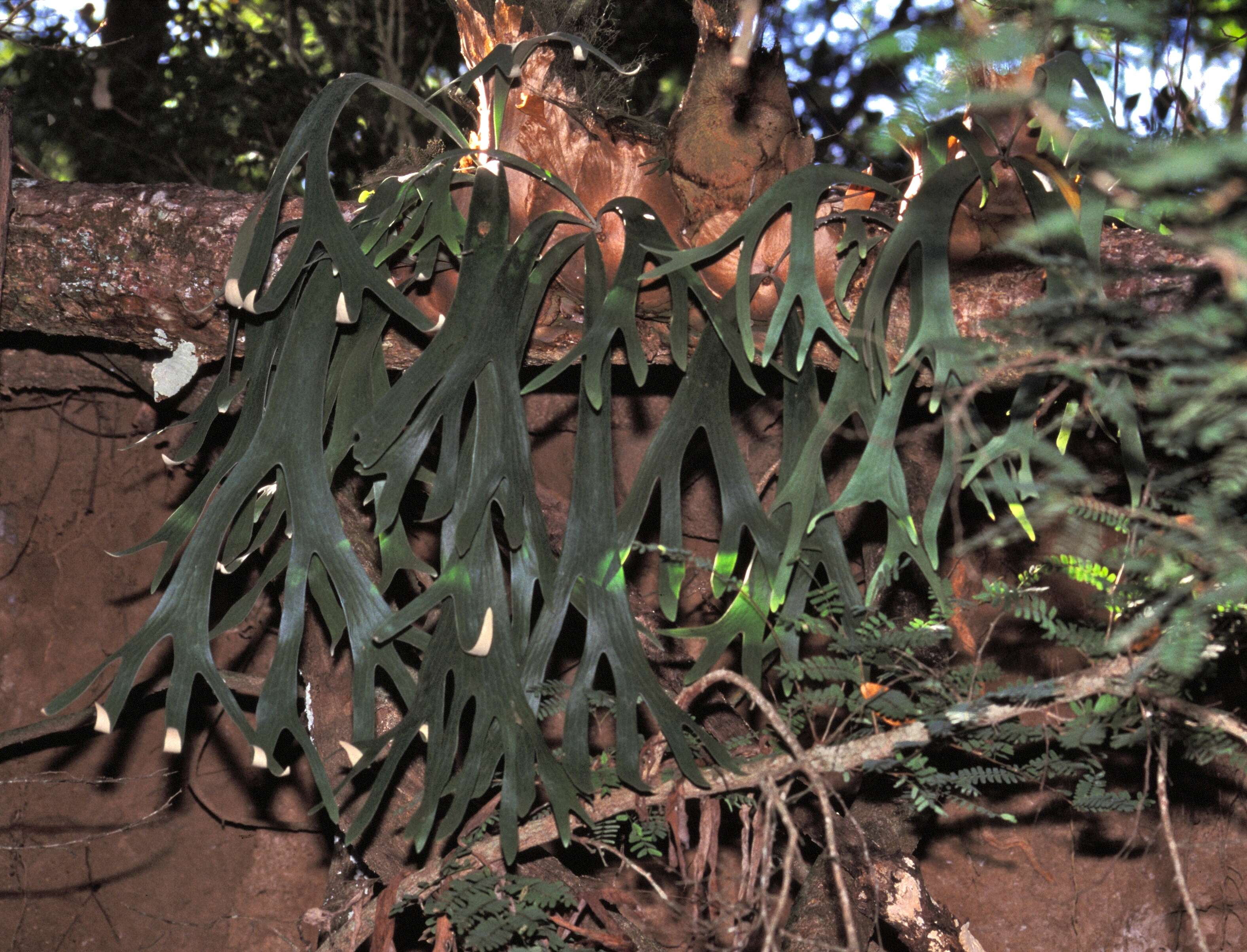 Image of staghorn
