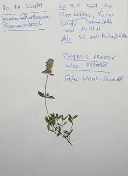 Thymus praecox Opiz resmi