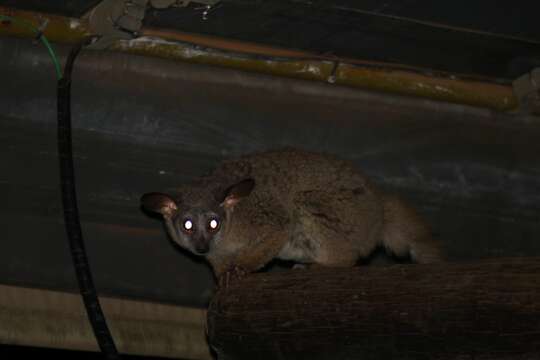 Image of Brown Greater Galago