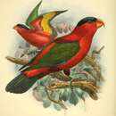 Image of Purple-bellied Lory