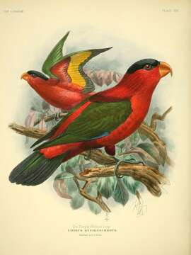 Image of Purple-bellied Lory