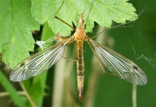 Image of Tipula (Lunatipula) lunata Linnaeus 1758