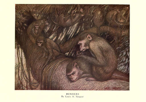 Image of macaques