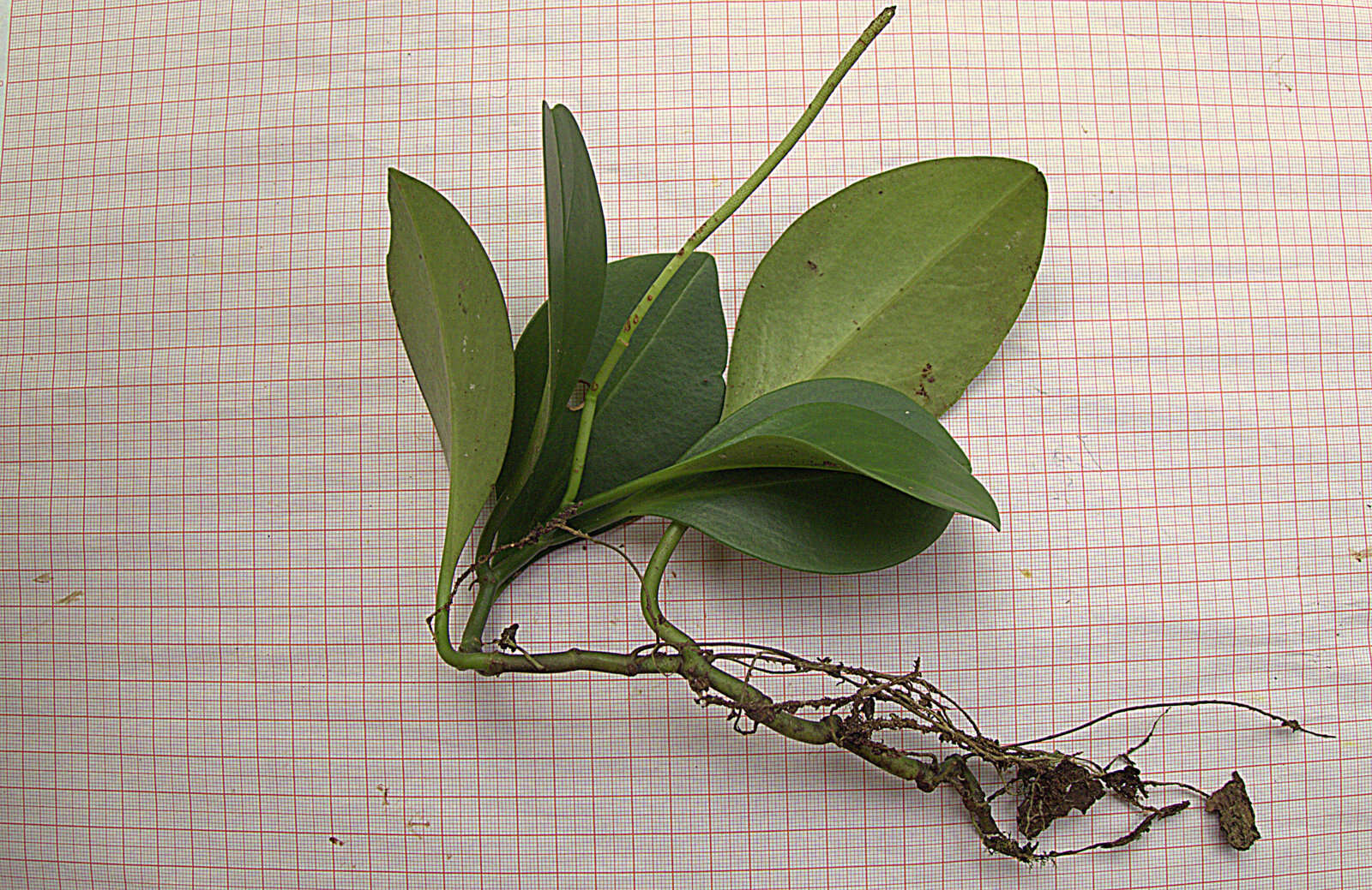 Peperomia obtusifolia (L.) A. Dietr. resmi