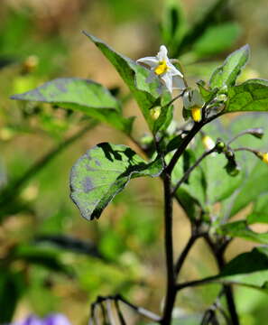 Plancia ëd Solanum nigrum L.