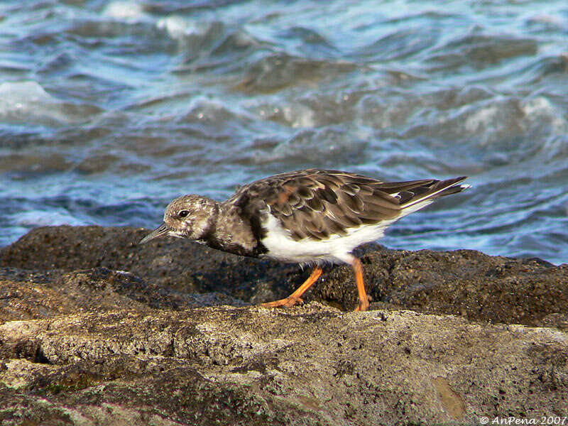 Image of Arenaria Brisson 1760