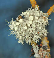 Image of cartilage lichen