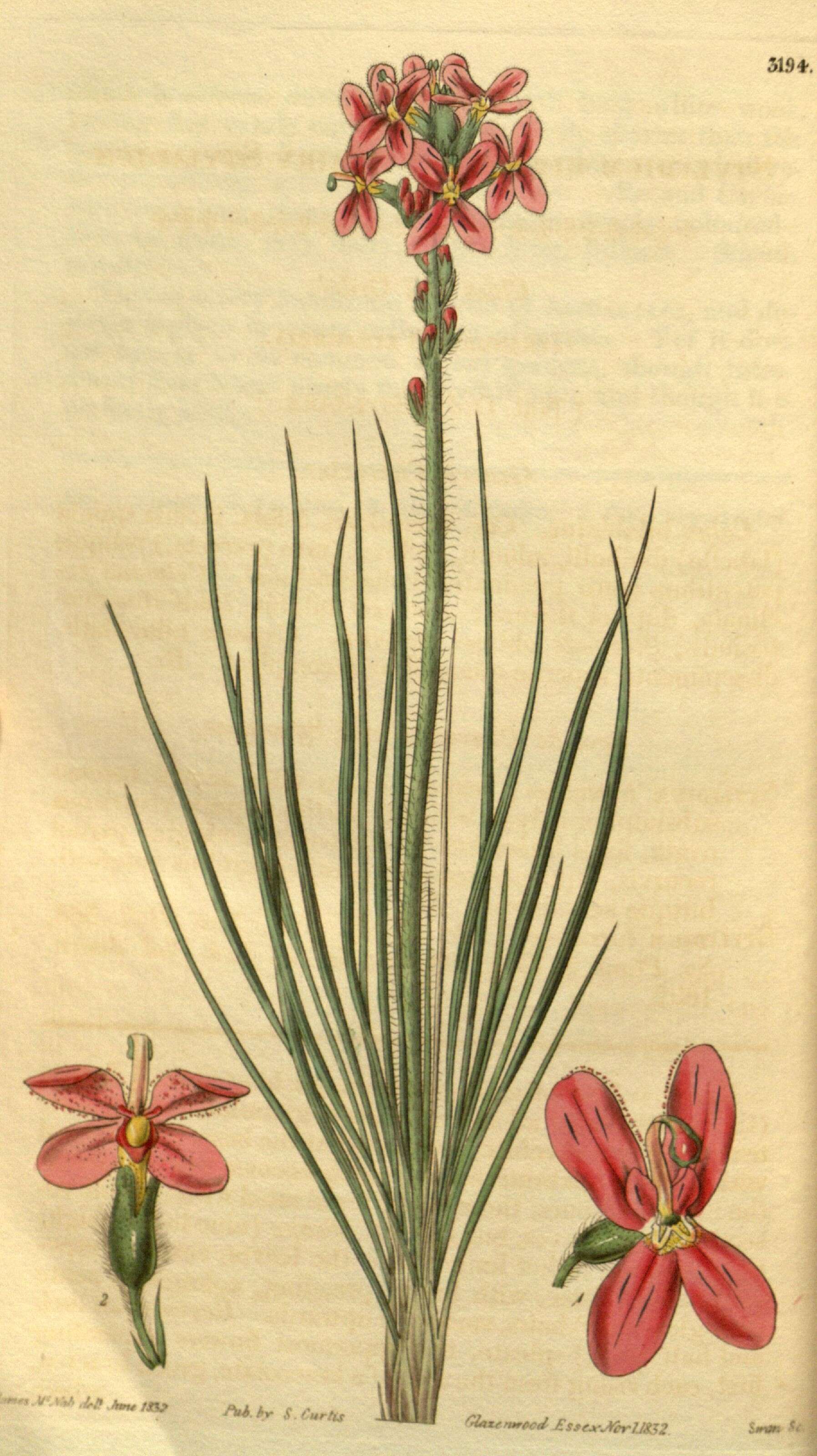 Image of Stylidium hirsutum R. Br.