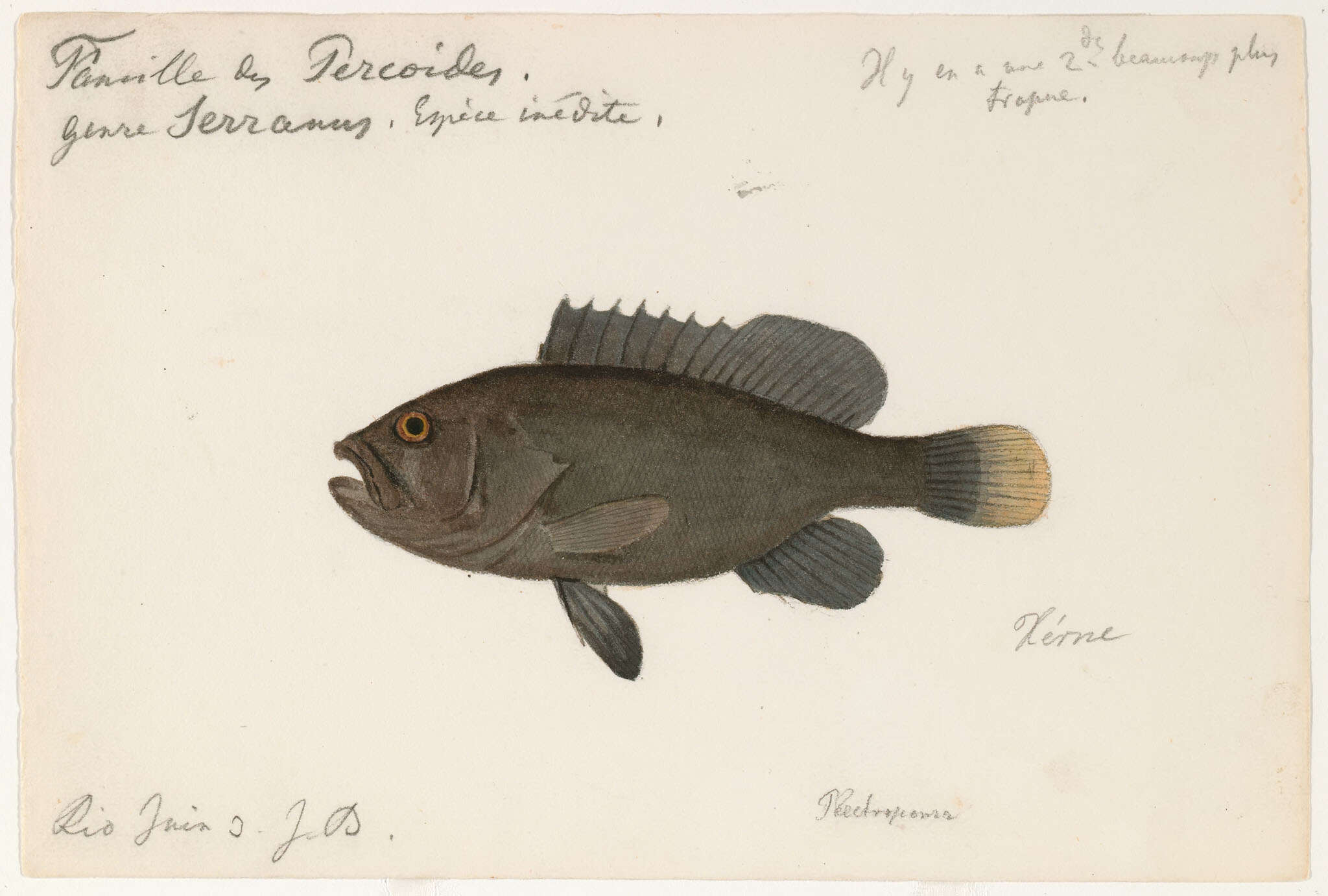 Serranus resmi