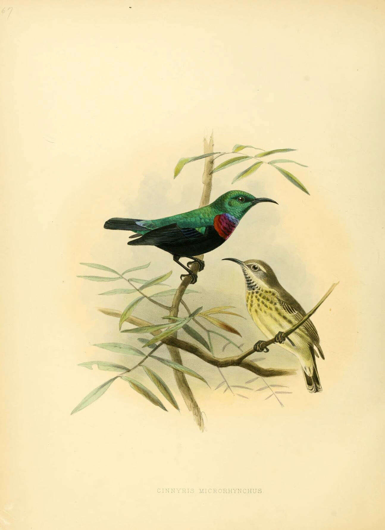 Image of Purple-banded Sunbird