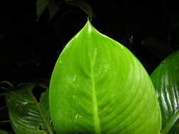 Image of Dieffenbachia concinna Croat & Grayum