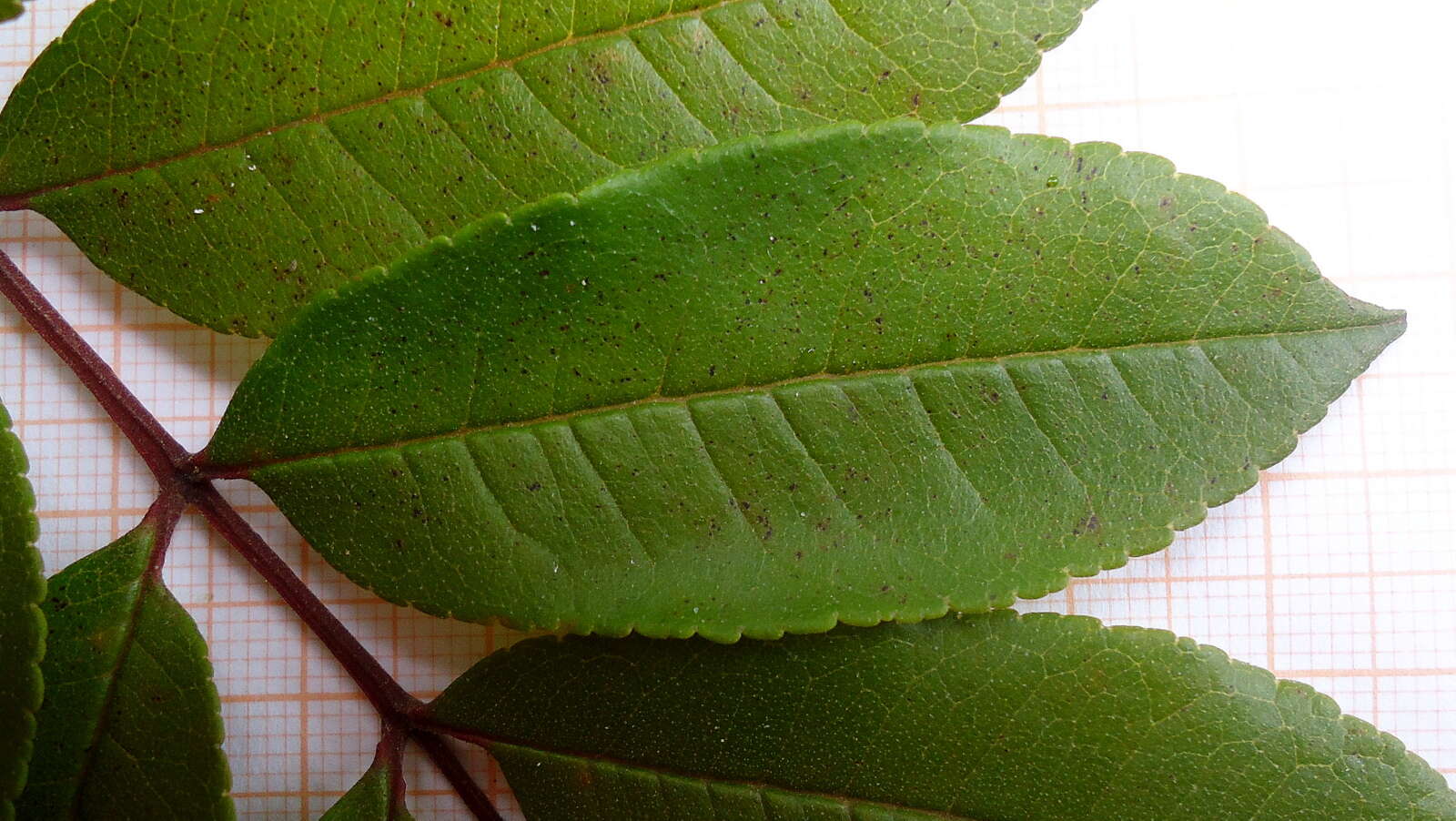 Image of Zanthoxylum petiolare A. St.-Hil. & Tul.