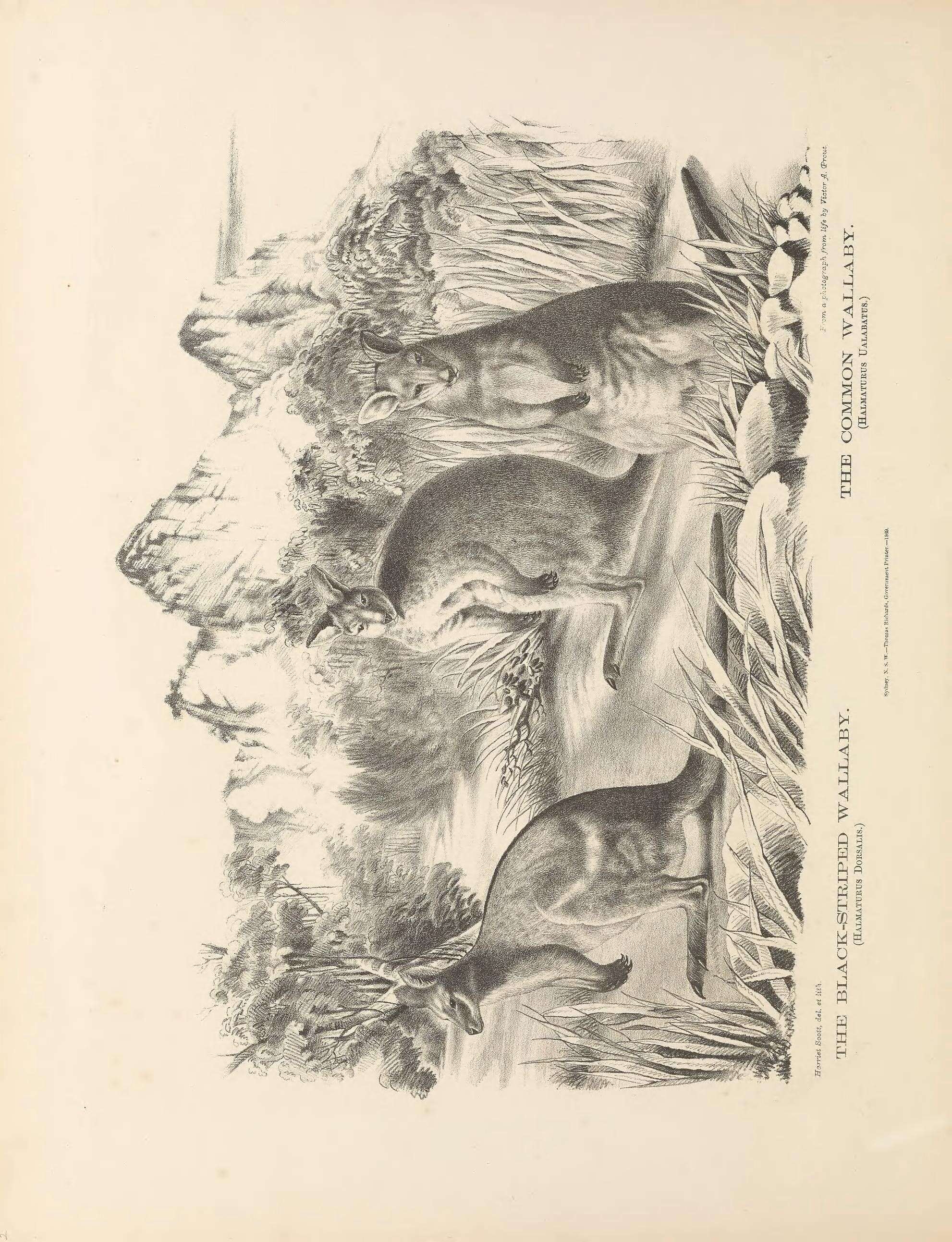 Imagem de Wallabia Trouessart 1905