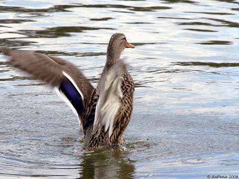 Image of Common Mallard