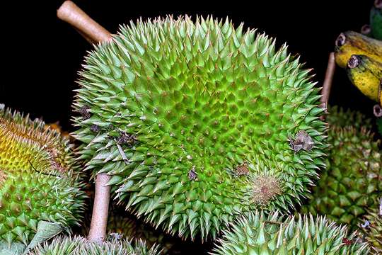 Image of durian