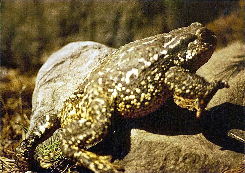 Image of Nile Valley Toad