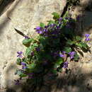 Image of Viola alba subsp. alba