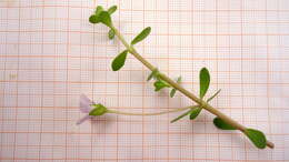 Image of Water Hyssop