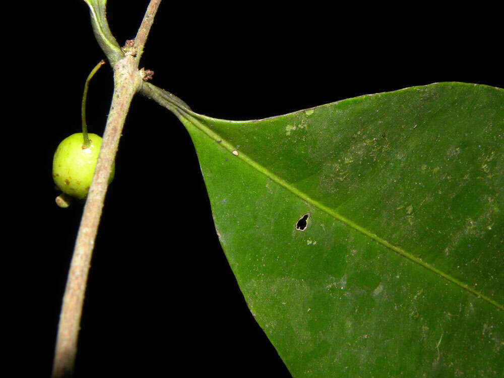 Image of <i>Eugenia cararaensis</i> Barrie & Q. Jiménez