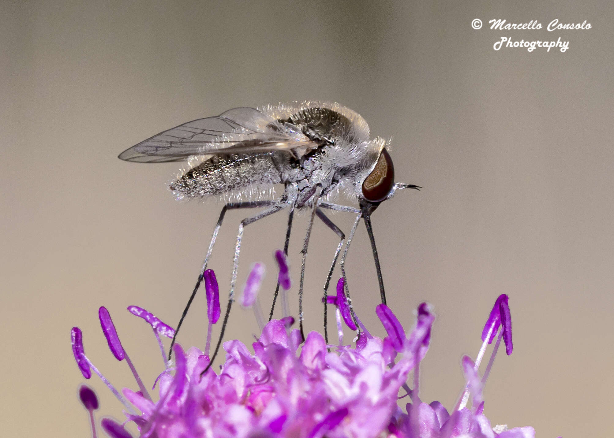 Image of bee flies