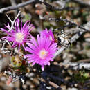 Image of Trichodiadema setuliferum (N. E. Br.) Schwant.