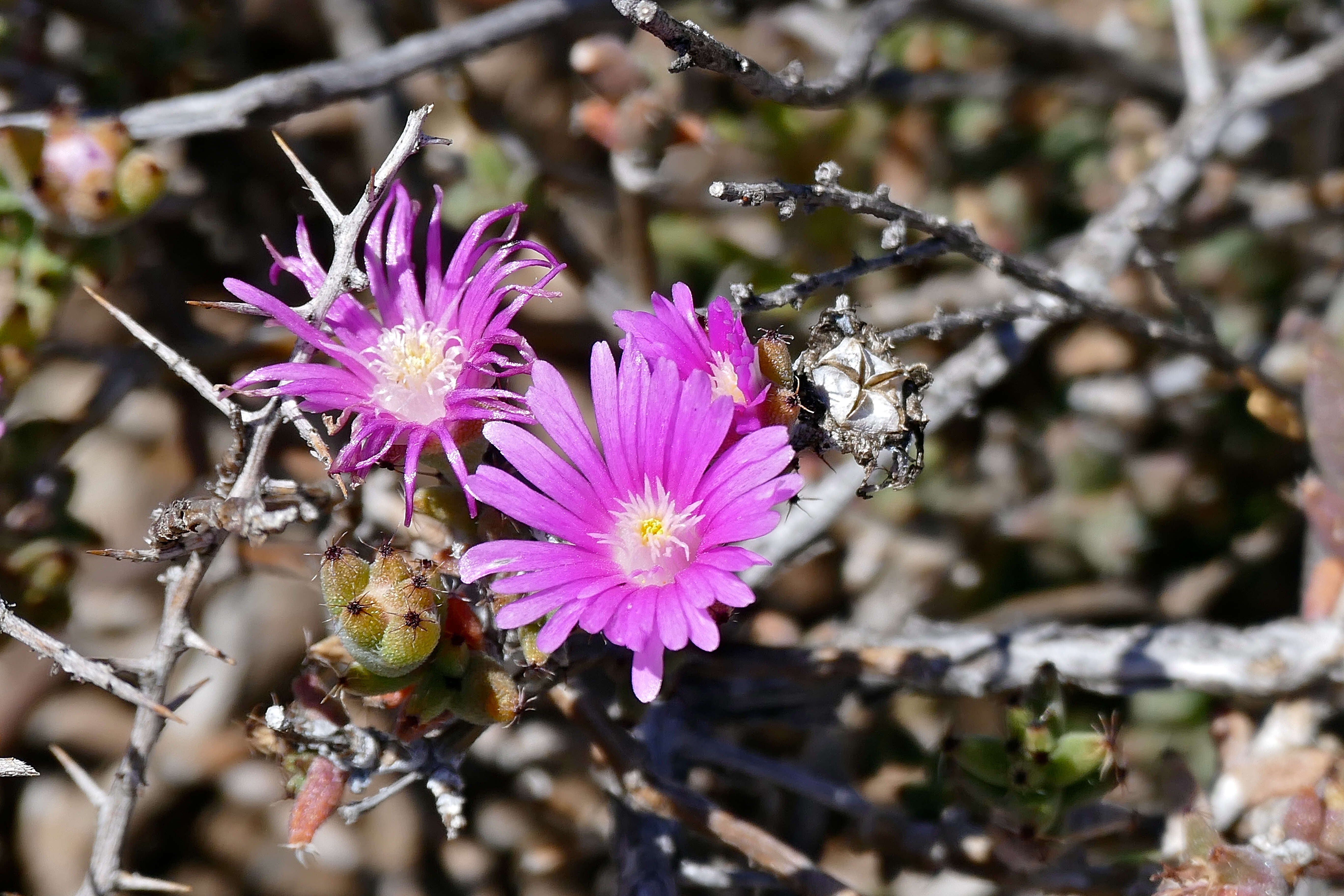 Image of Desert Roses