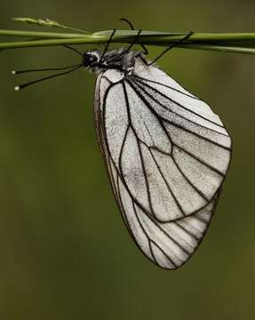 Image of Black-veined White