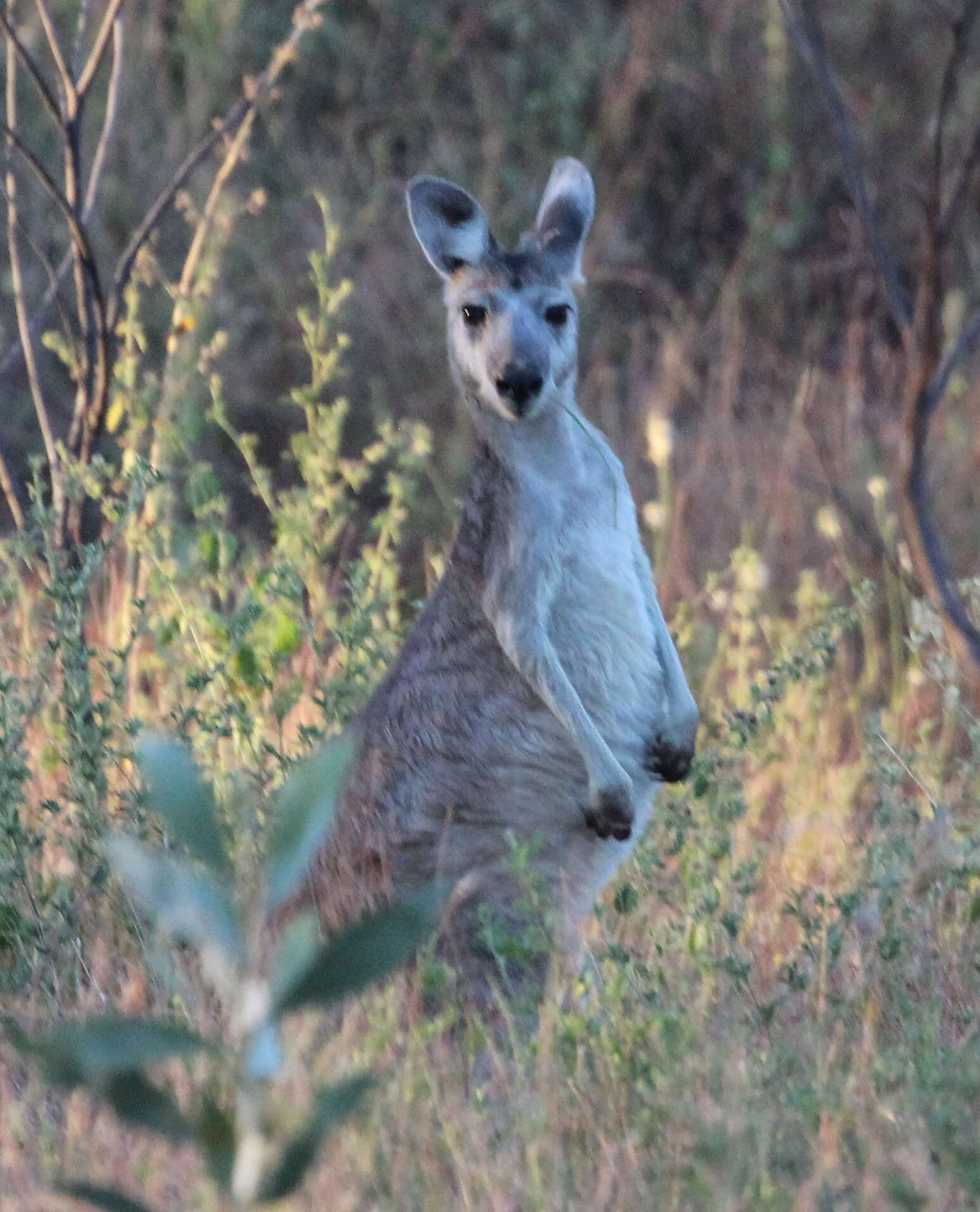 Antilopine Kangaroo Yoga Mat by John Gould - Pixels