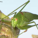 Image of sickle-bearing bush-cricket