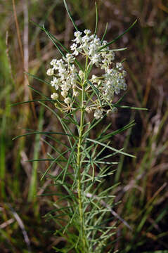 Image of milkweed