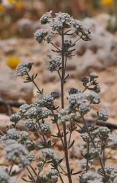 Sivun Teucrium capitatum L. kuva