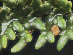 Image of lace lipfern