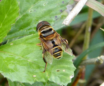 صورة Palpada vinetorum (Fabricius 1799)