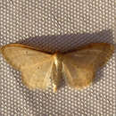 Image of Idaea lutulentaria Staudinger 1892