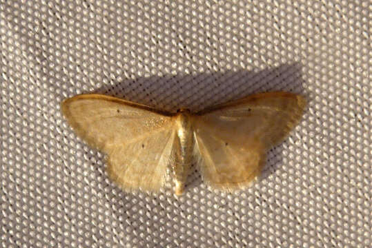 Image of Idaea lutulentaria Staudinger 1892