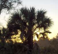 Image of Cabbage Palm