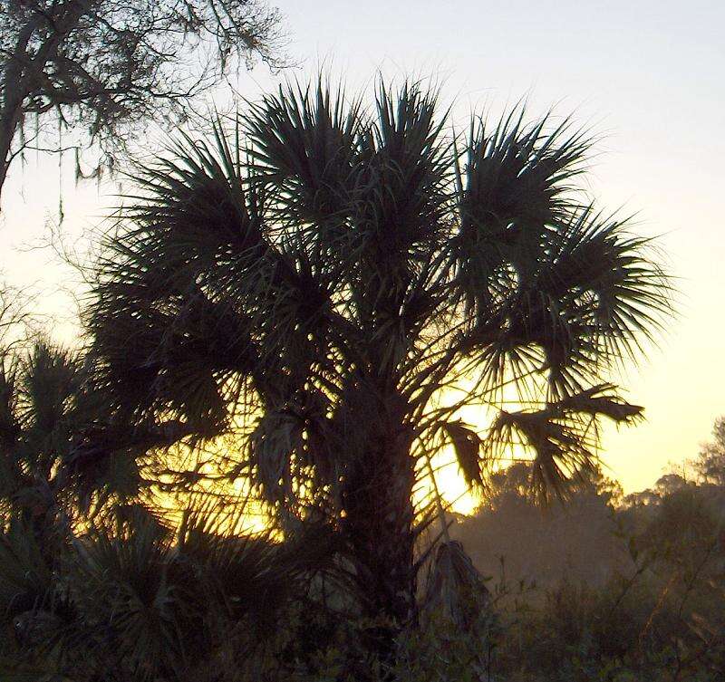 Imagem de Sabal palmetto (Walter) Lodd. ex Schult. & Schult. fil.