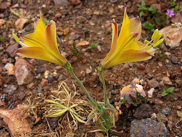 Image of lily of the Incas