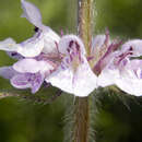 Image de Stachys pilosa var. pilosa