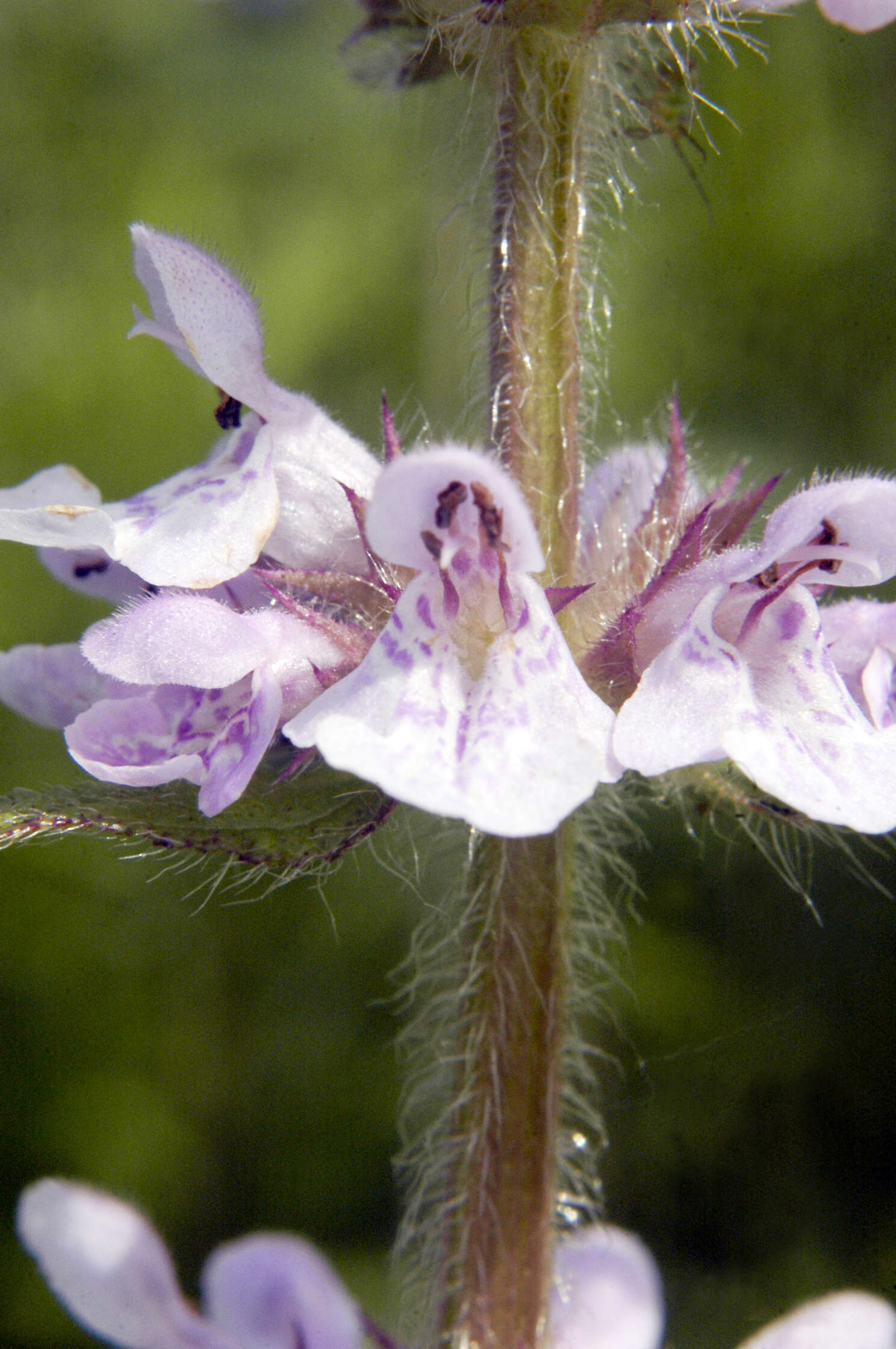 Image de Stachys pilosa var. pilosa