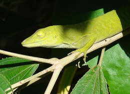 Image of Neotropical Green Anole