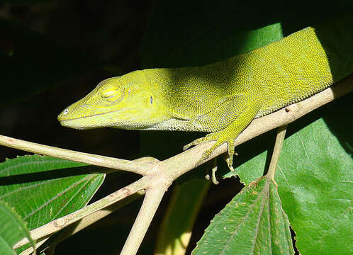 Imagem de Anolis biporcatus (Wiegmann 1834)