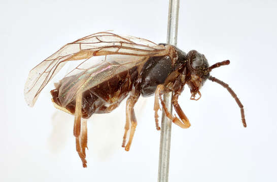 Image of <i>Nematus lativentris</i>