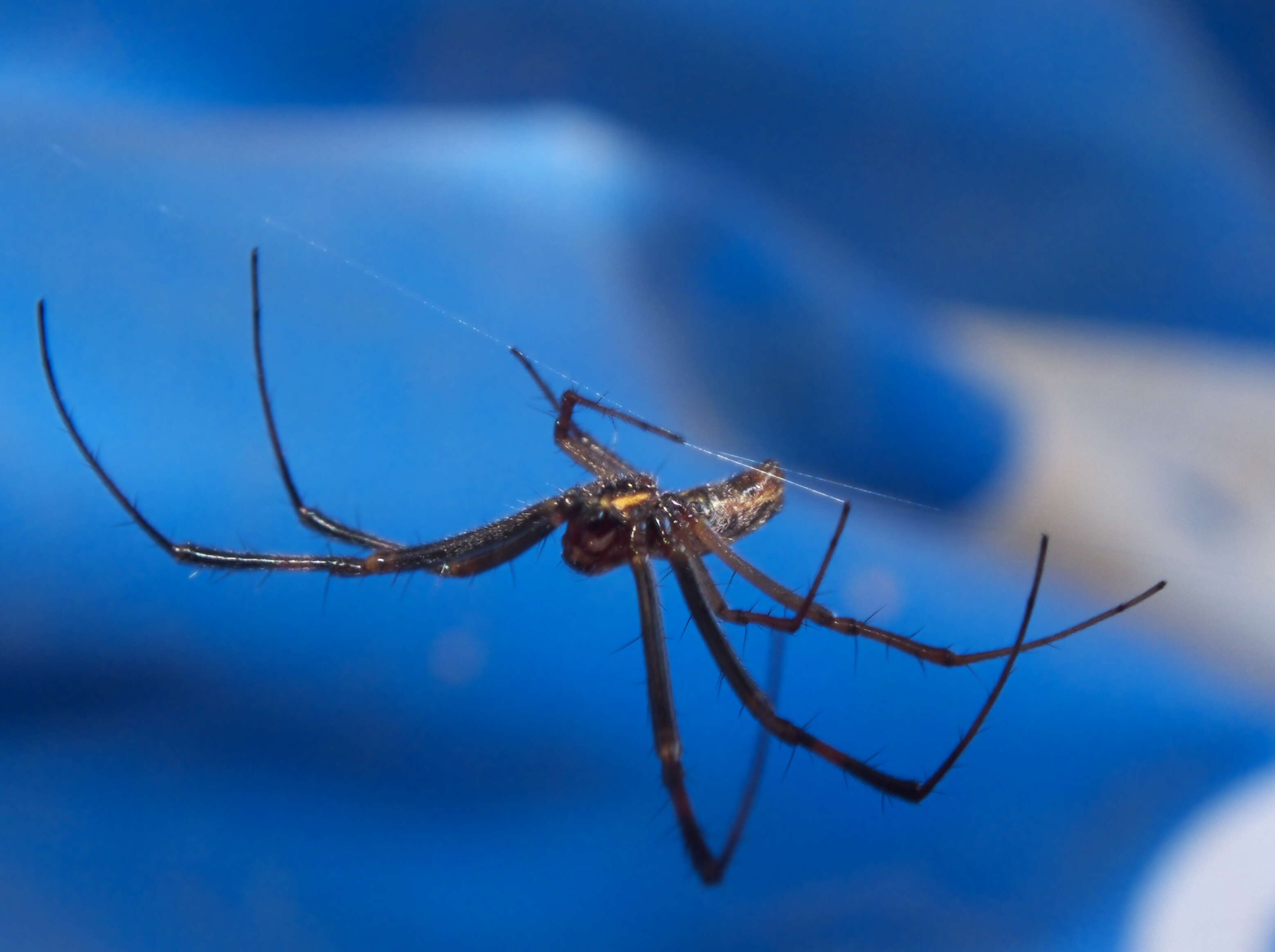 Image of Nephilidae