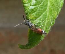 Image of sapygid wasps