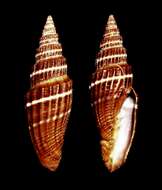 Image of Turbinelloidea Rafinesque 1815