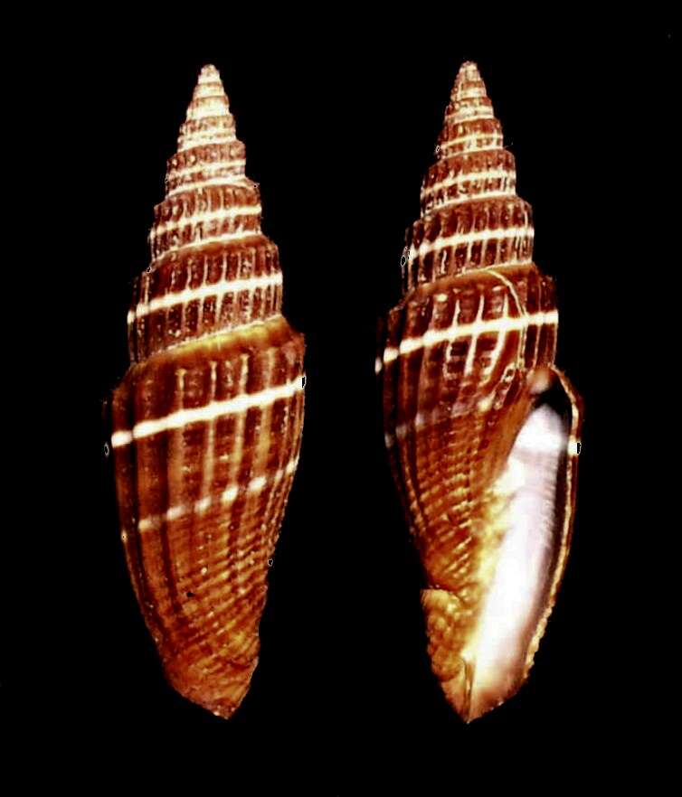 Image de Turbinelloidea Rafinesque 1815